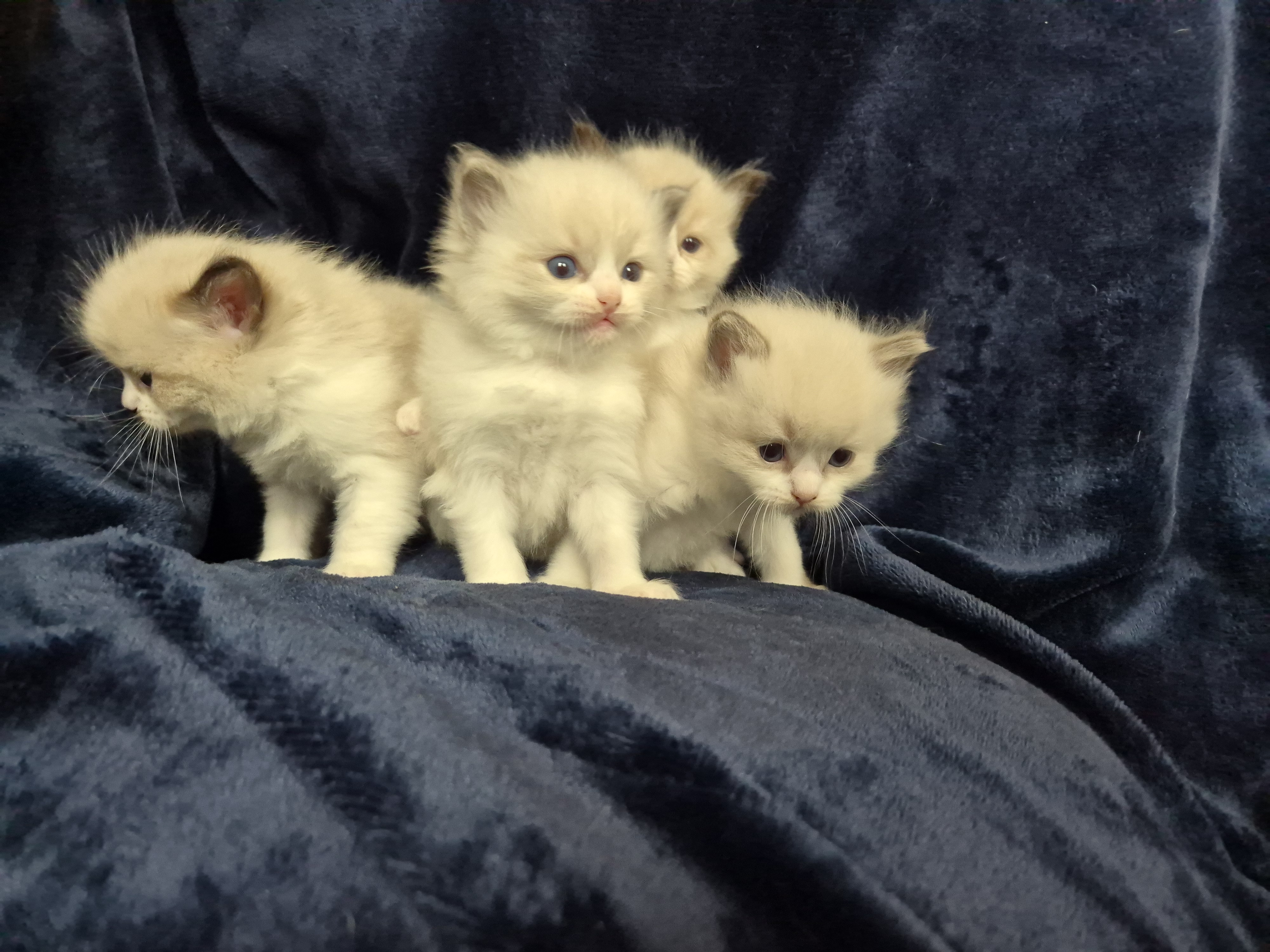 Vier reinrassige Ragdoll-Kätzchen auf blauem Samt