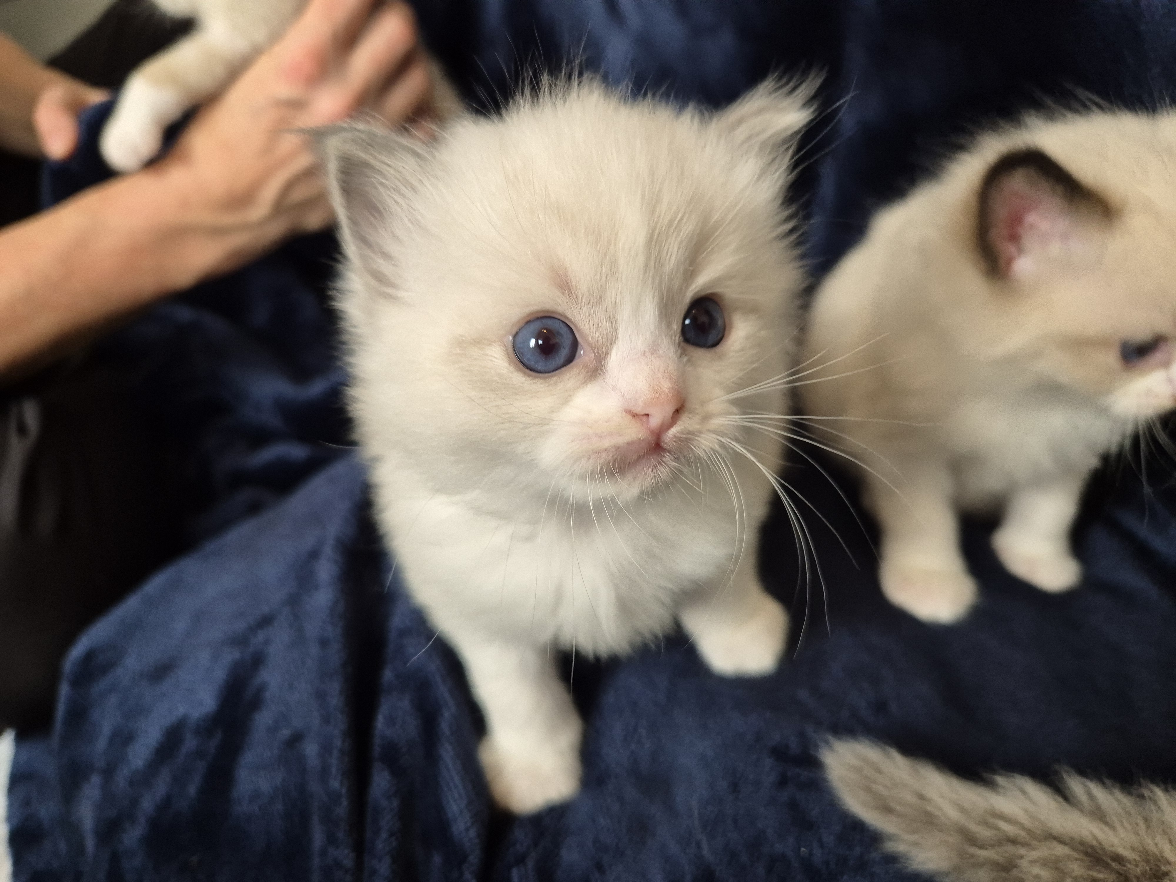 Ragdoll-Kätzchen Ivy mit blauen Augen, Seal Bicolor